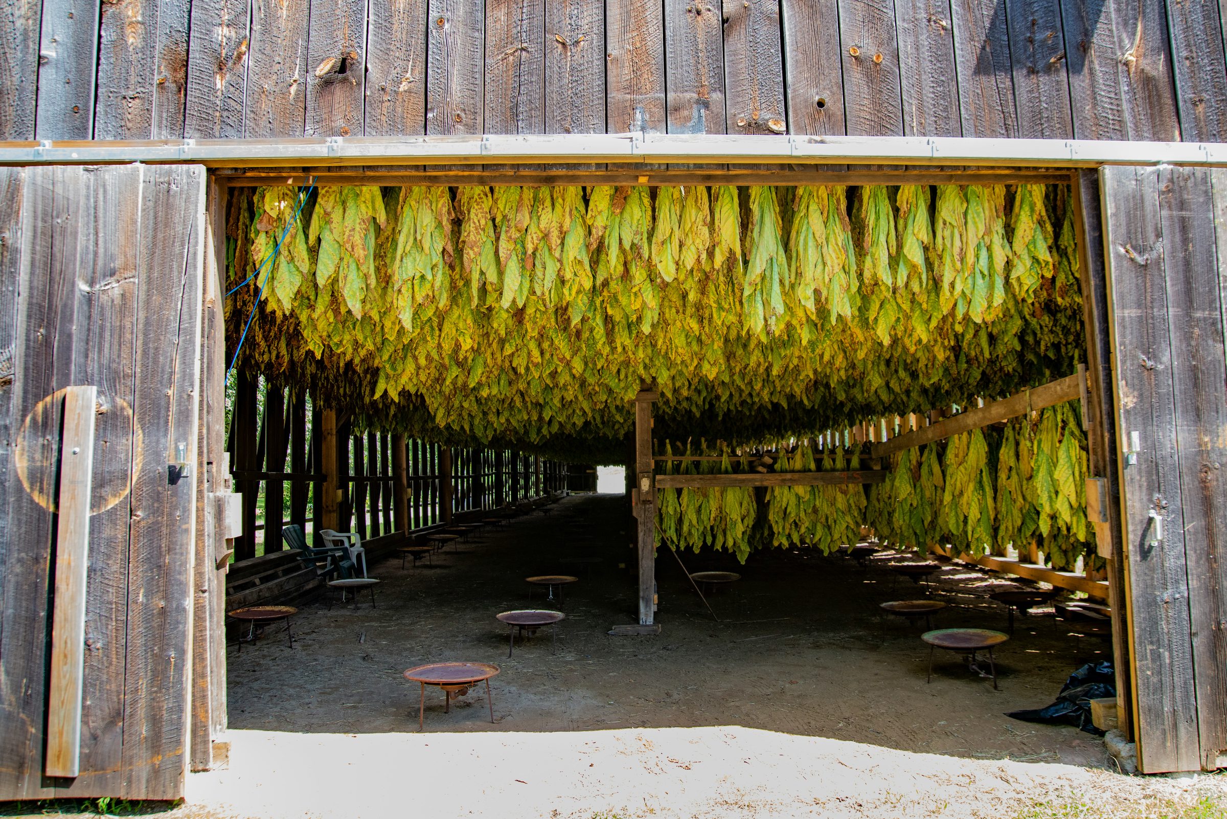 Tobacco leaves hanging to cure in an open barn